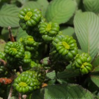 Hedyotis quinquinervia Thwaites